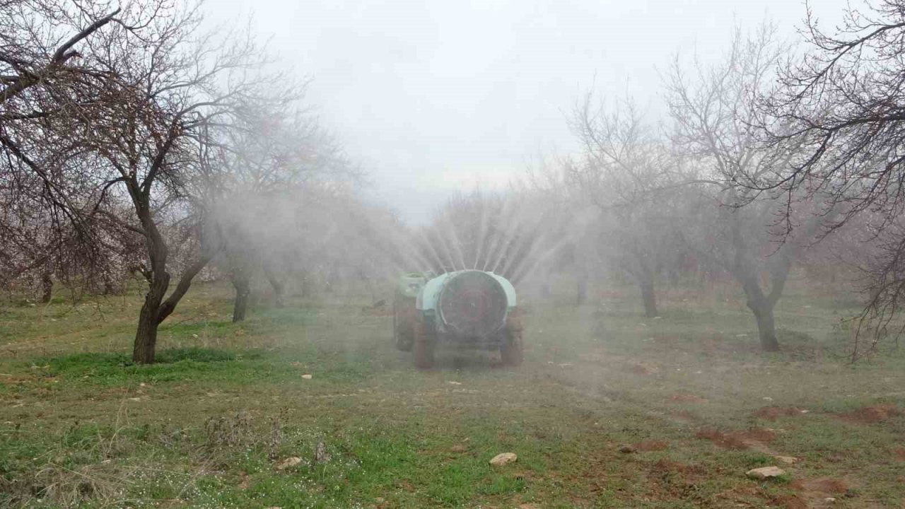 Depremin vurduğu Malatya’da kayısı üreticileri yeni sezona hazırlanıyor