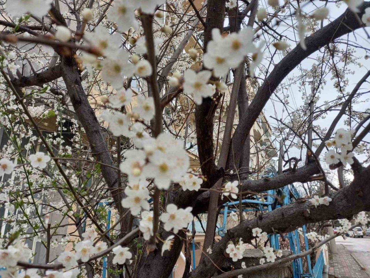 Meyve ağaçları çiçek açtı