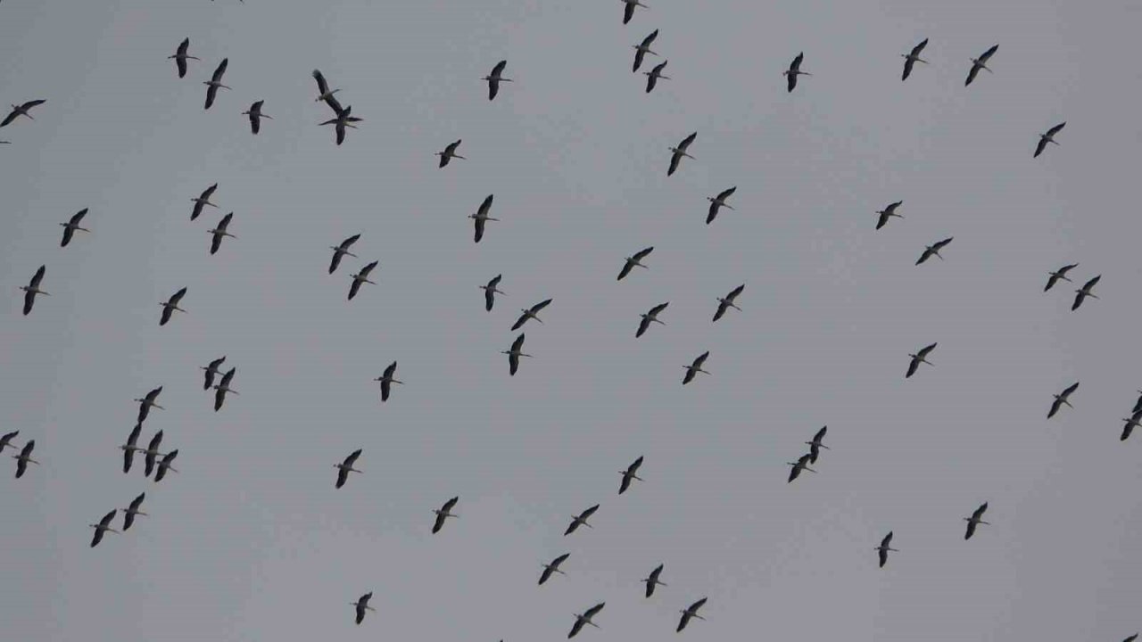 İstanbul’a gelen leylek sürüsü Taksim Meydanı semalarında görsel şölen oluşturdu