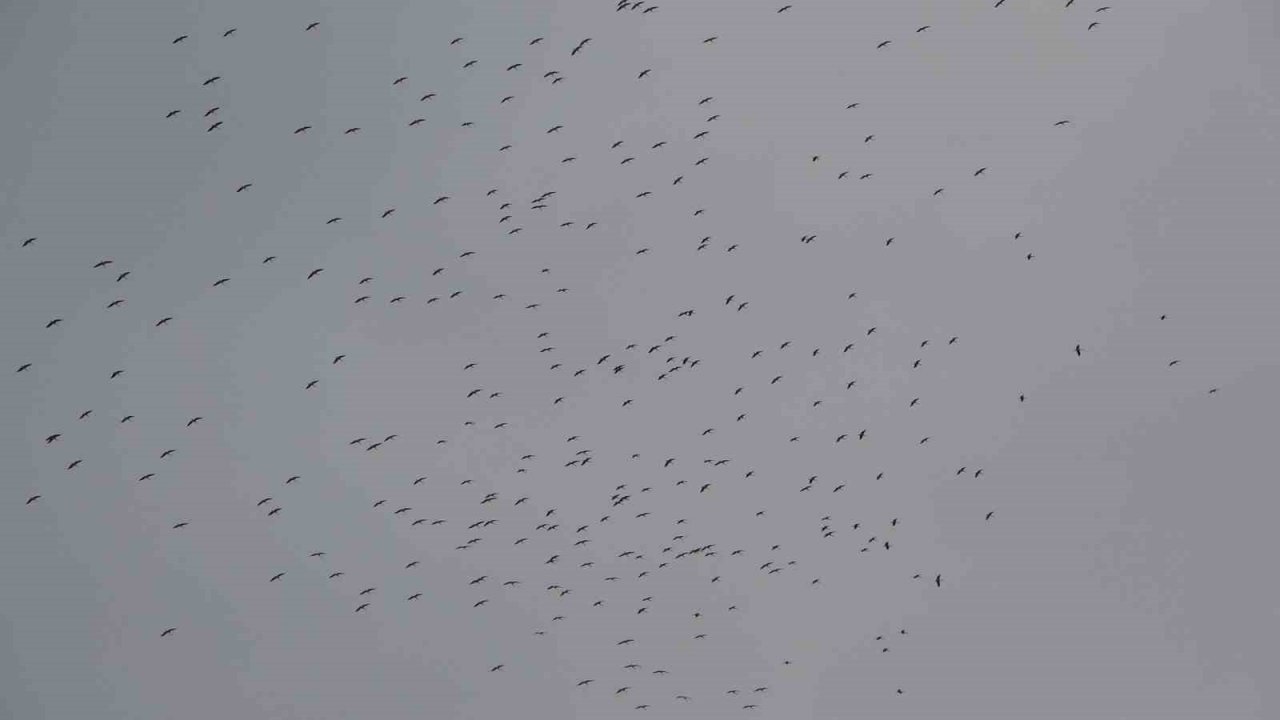 İstanbul’a gelen leylek sürüsü Taksim Meydanı semalarında görsel şölen oluşturdu