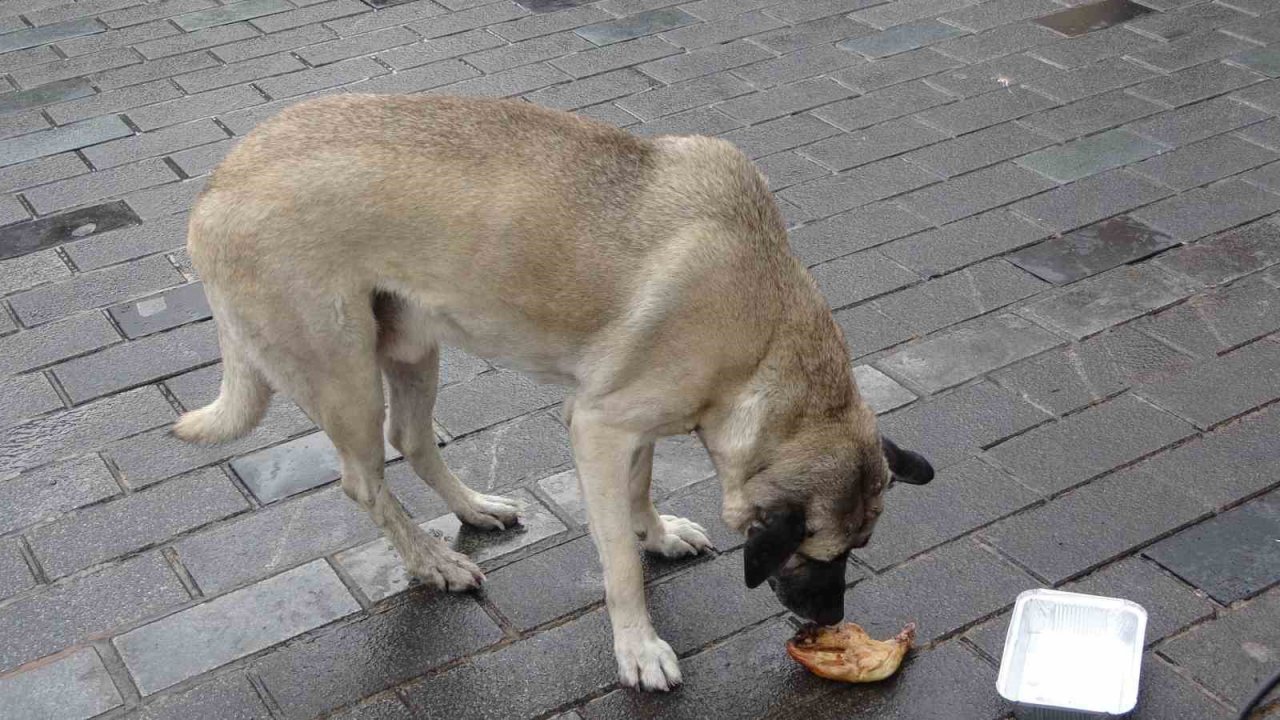 Sokak köpekleri İstiklal Caddesi’ndeki bir lokantanın müdavimi oldu