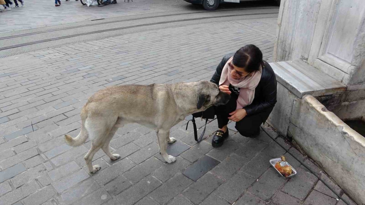 Sokak köpekleri İstiklal Caddesi’ndeki bir lokantanın müdavimi oldu