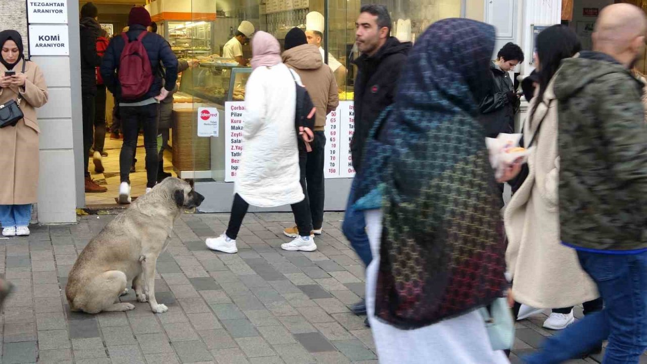 Sokak köpekleri İstiklal Caddesi’ndeki bir lokantanın müdavimi oldu