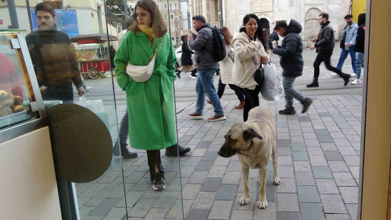 Sokak köpekleri İstiklal Caddesi’ndeki bir lokantanın müdavimi oldu