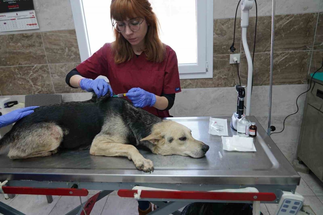 Menemen Belediyesi depremzede can dostlara sahip çıktı