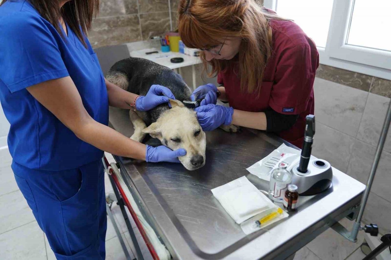 Menemen Belediyesi depremzede can dostlara sahip çıktı
