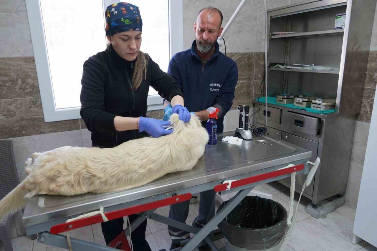 Menemen Belediyesi depremzede can dostlara sahip çıktı