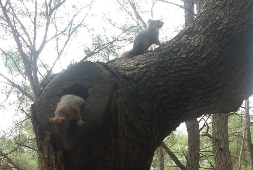 Osmaniye’de odunların arasında bulunan yavru sincaplar doğaya bırakıldı