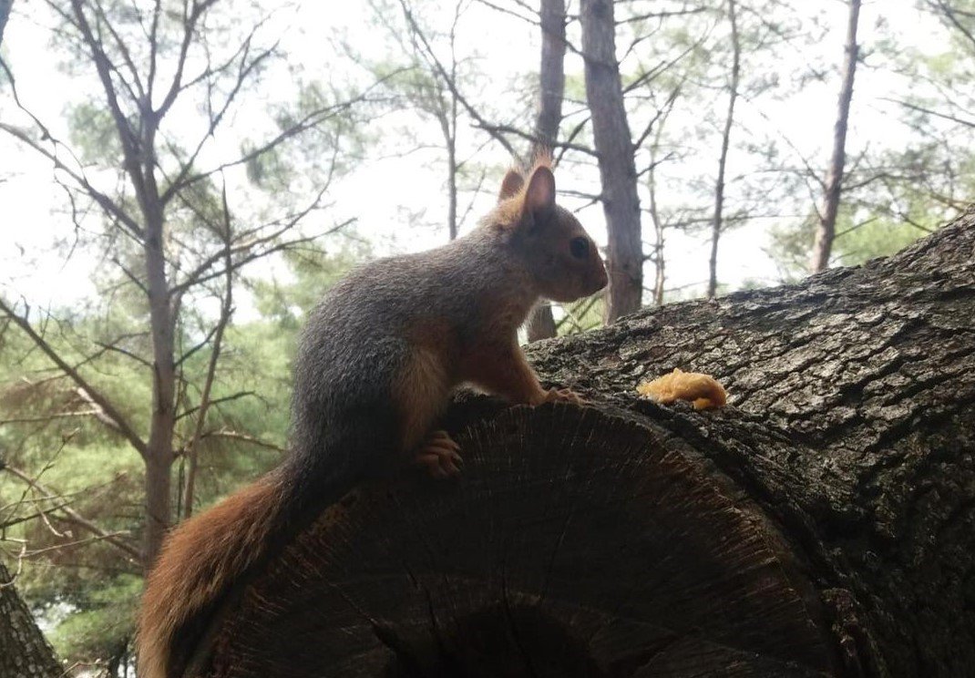 Osmaniye’de odunların arasında bulunan yavru sincaplar doğaya bırakıldı