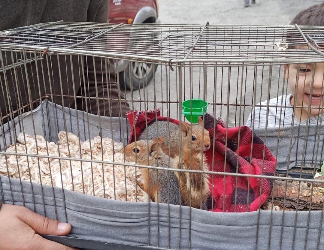 Osmaniye’de odunların arasında bulunan yavru sincaplar doğaya bırakıldı