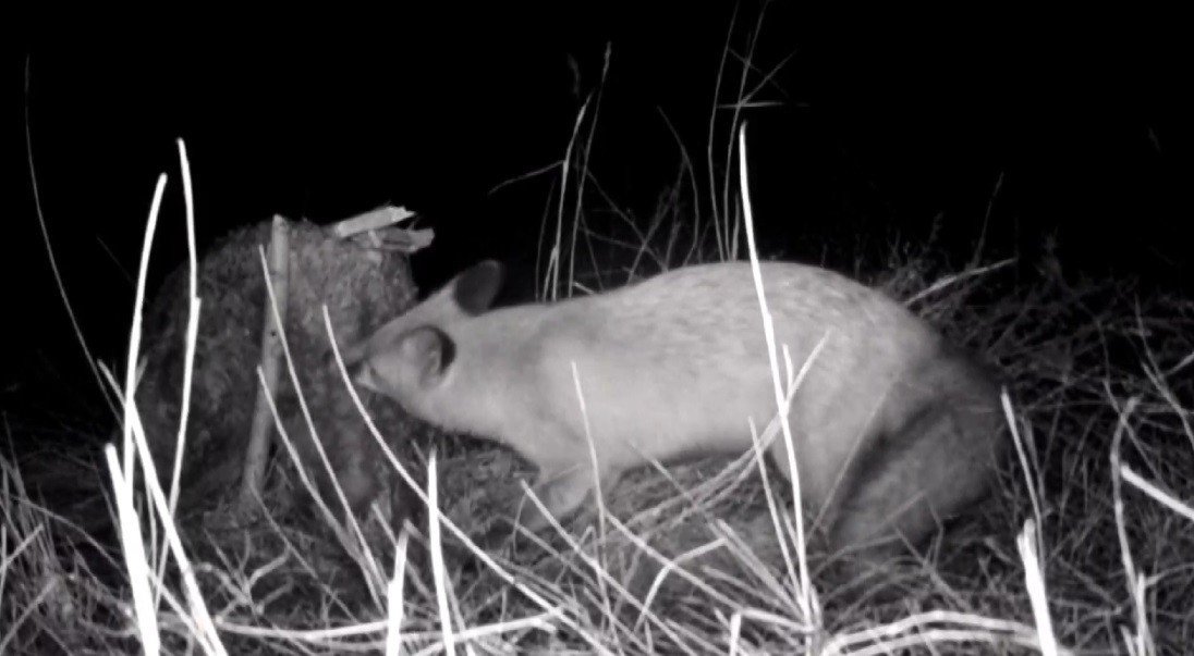 Tilkinin post mücadelesi fotokapana yansıdı