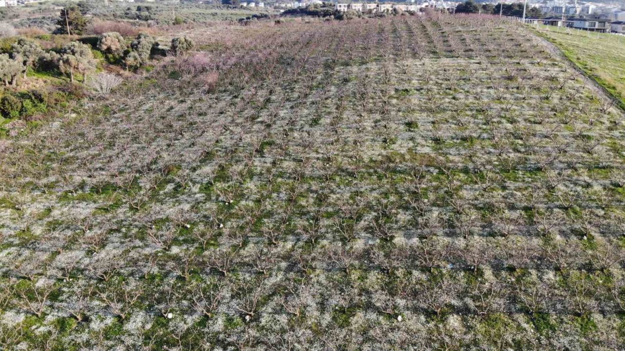 Şeftali bahçelerindeki rengarenk görüntüler görsel şölen oluşturuyor