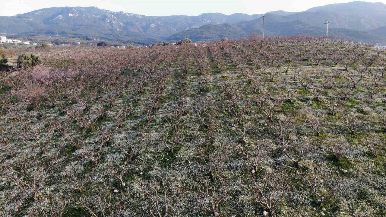 Şeftali bahçelerindeki rengarenk görüntüler görsel şölen oluşturuyor