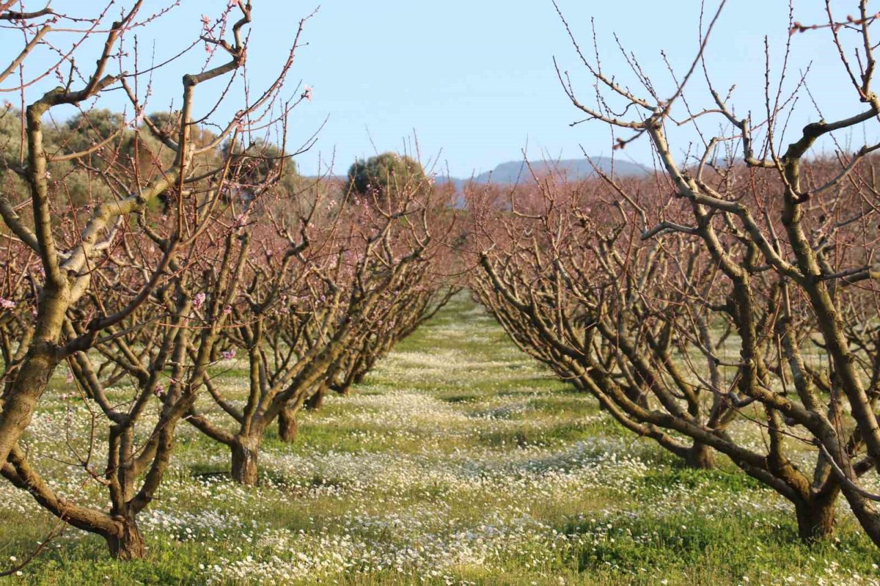 Şeftali bahçelerindeki rengarenk görüntüler görsel şölen oluşturuyor