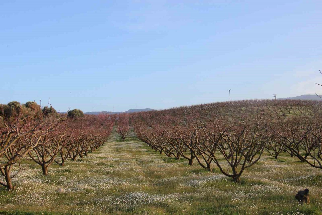 Şeftali bahçelerindeki rengarenk görüntüler görsel şölen oluşturuyor