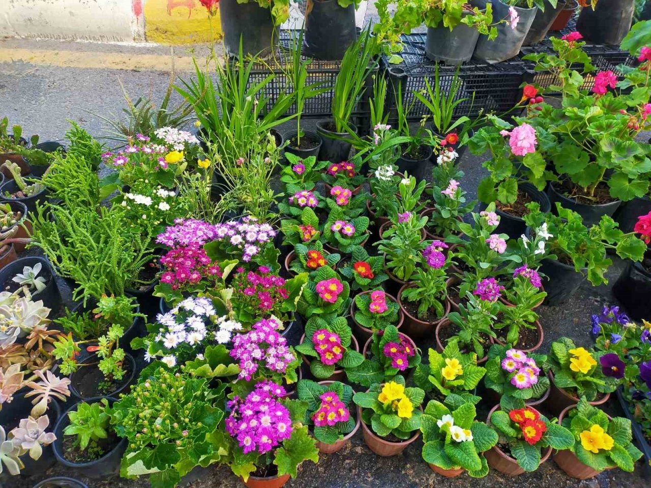 Aydın’da pazar tezgahları çiçeklerle renklendi