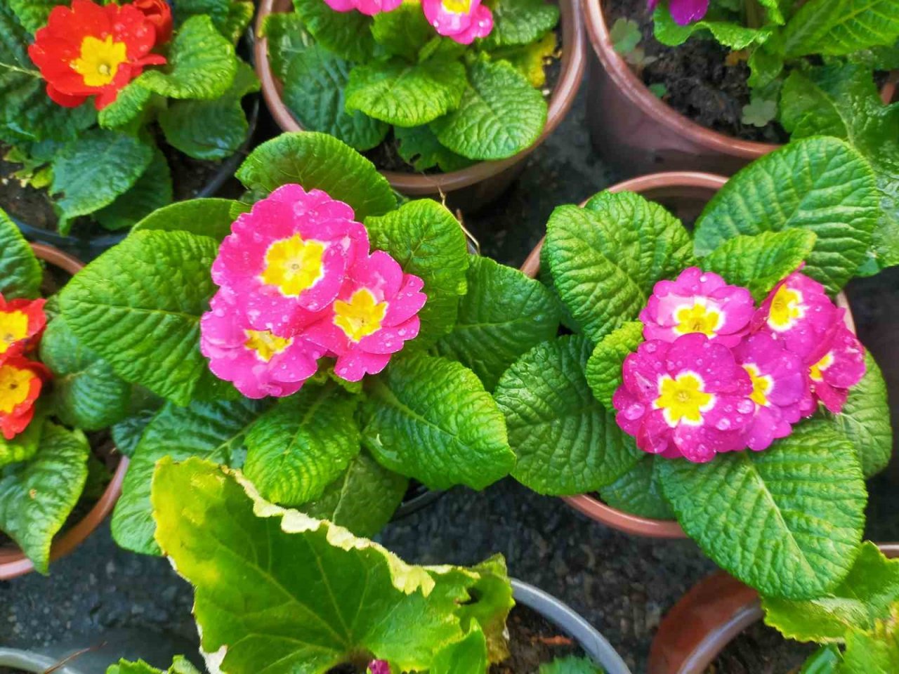 Aydın’da pazar tezgahları çiçeklerle renklendi