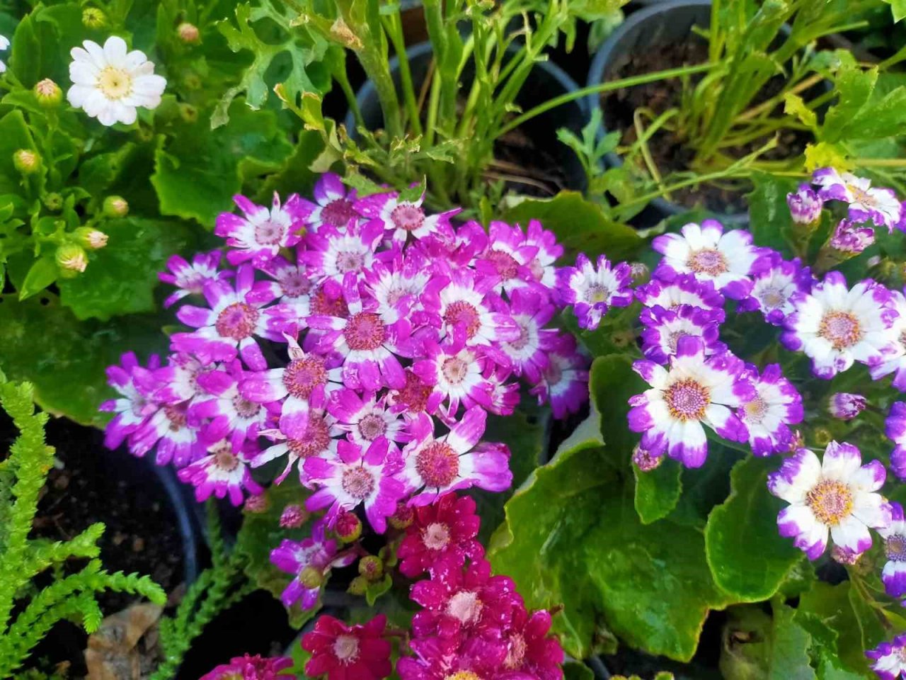 Aydın’da pazar tezgahları çiçeklerle renklendi