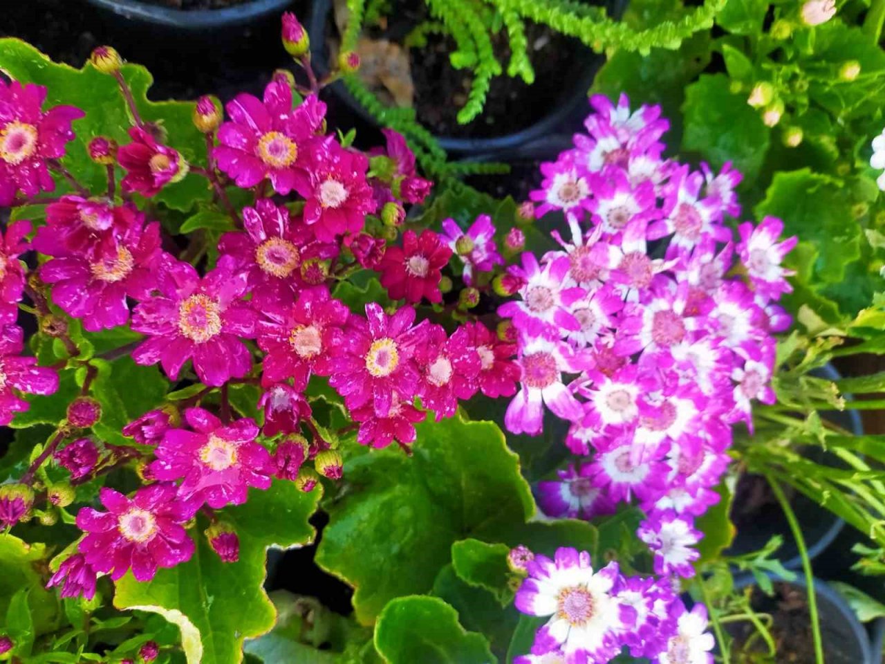 Aydın’da pazar tezgahları çiçeklerle renklendi