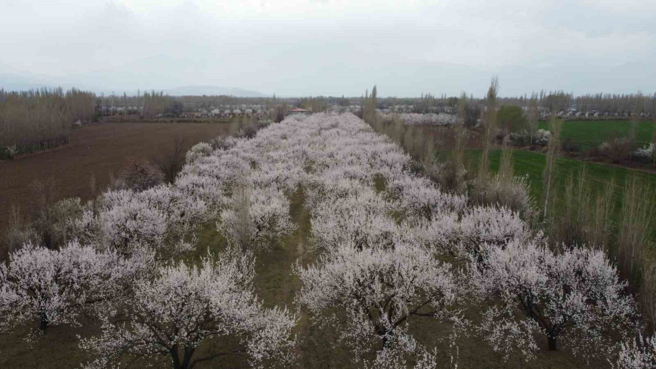 Iğdır’da çiçek açan kayısı ağaçlarından görsel şölen