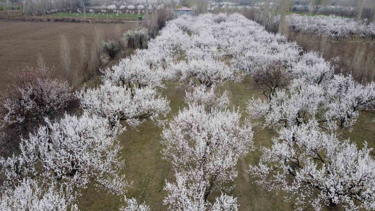 Iğdır’da çiçek açan kayısı ağaçlarından görsel şölen