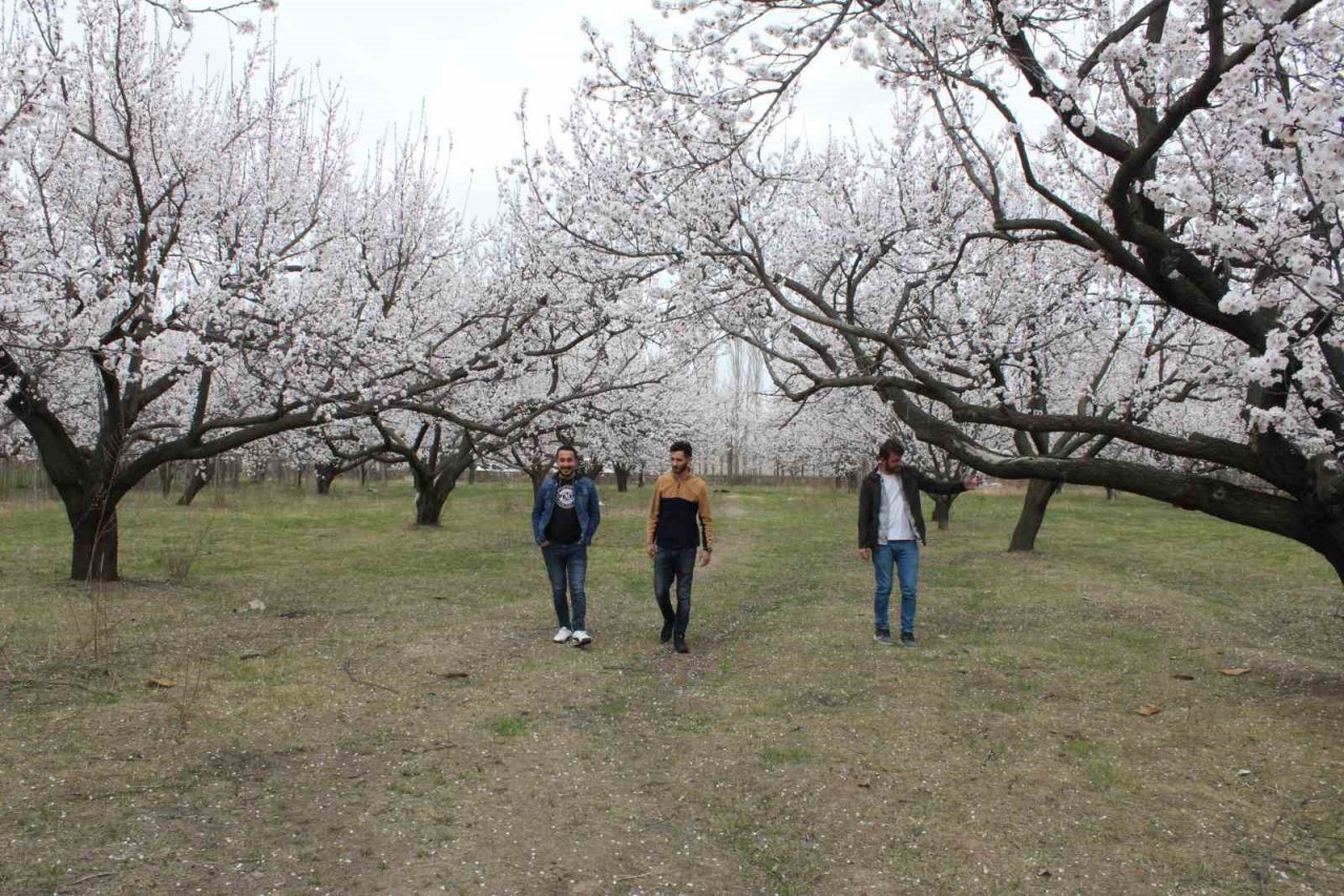 Iğdır’da çiçek açan kayısı ağaçlarından görsel şölen