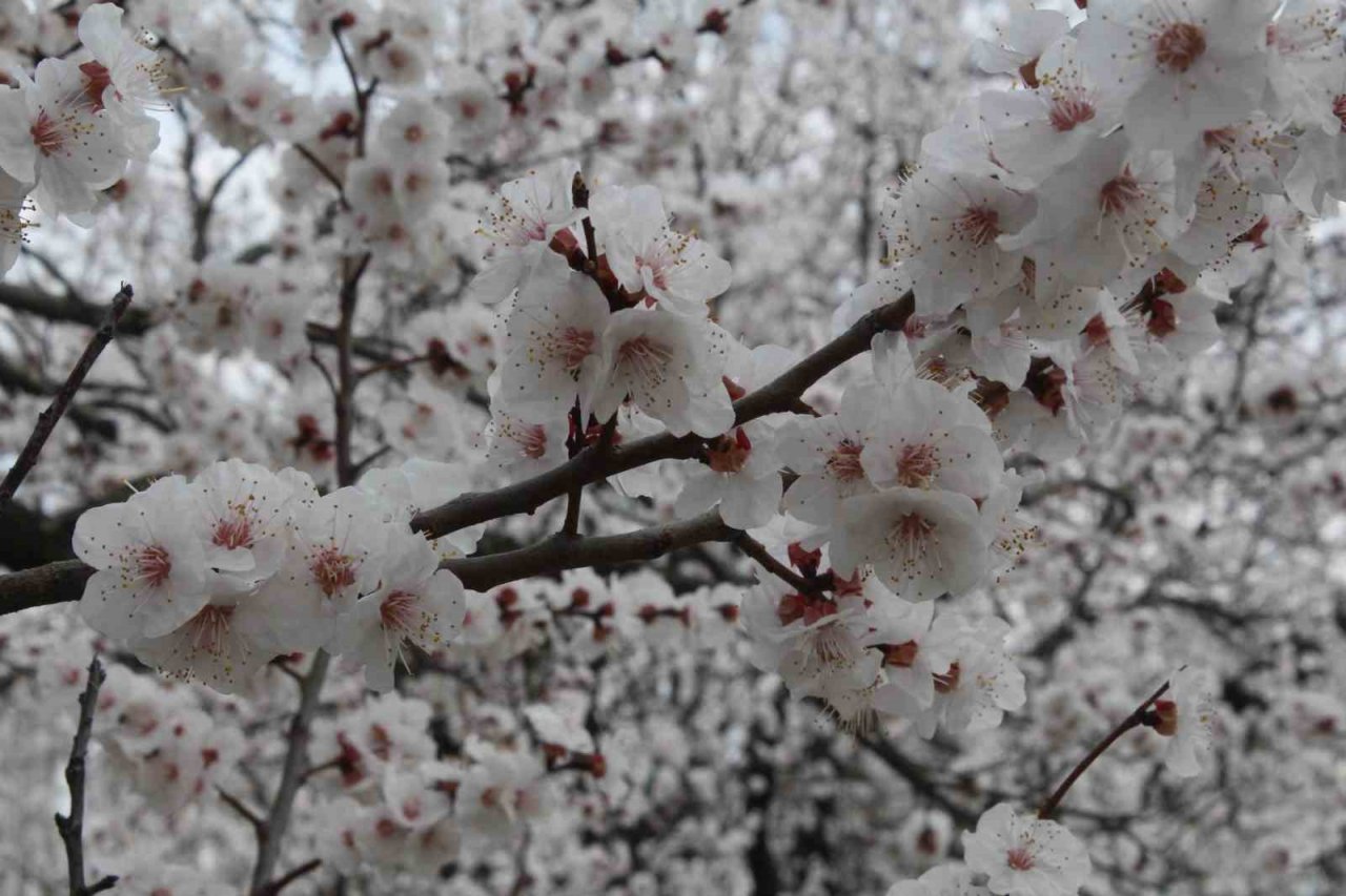 Iğdır’da çiçek açan kayısı ağaçlarından görsel şölen