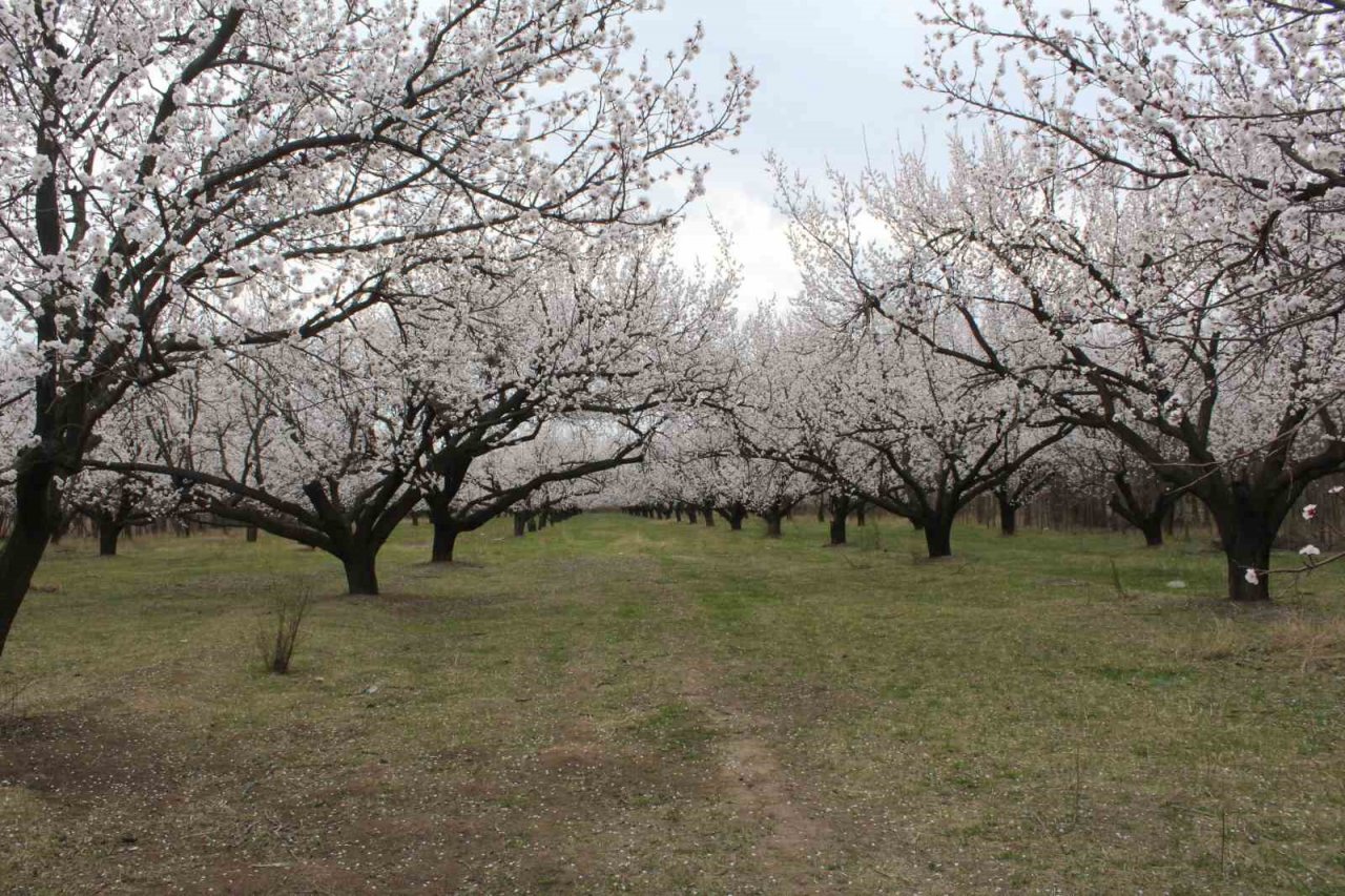 Iğdır’da çiçek açan kayısı ağaçlarından görsel şölen