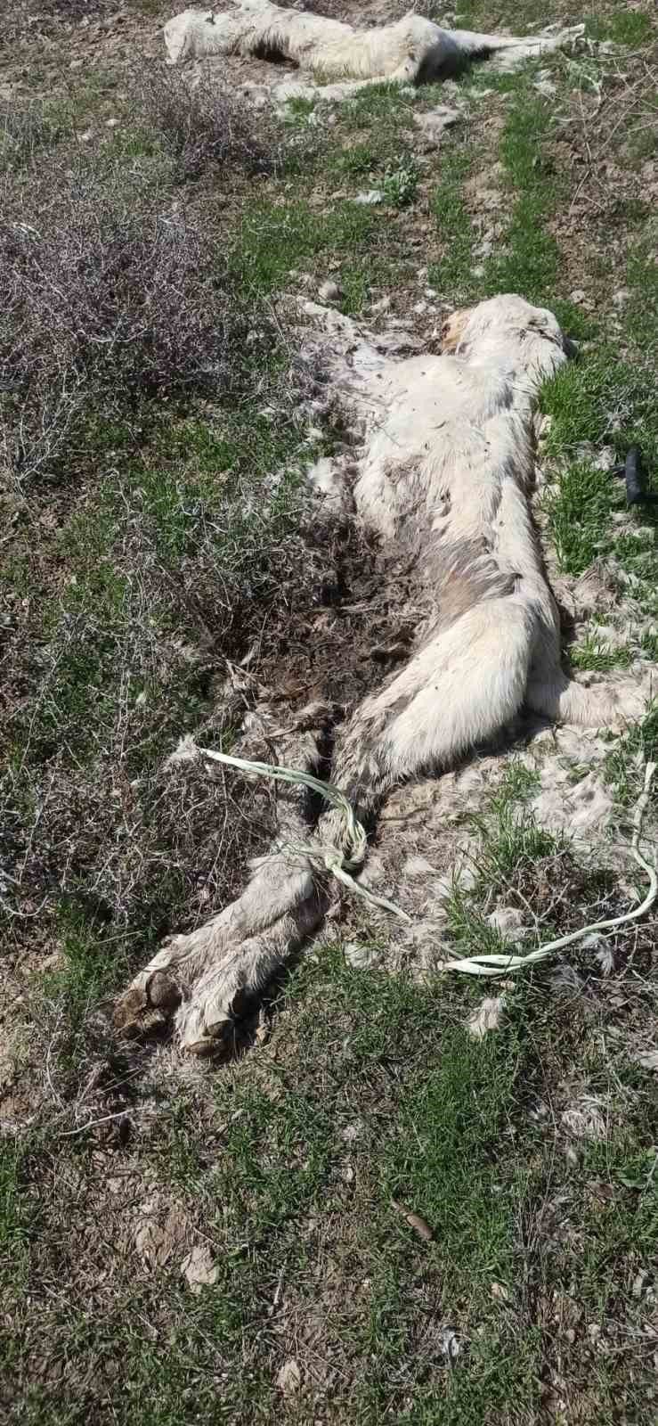 Kayseri’de ayakları bağlı 2 köpek ölüsü bulundu