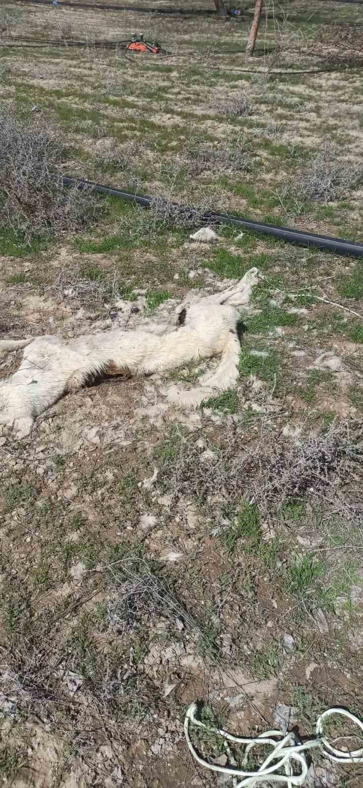 Kayseri’de ayakları bağlı 2 köpek ölüsü bulundu