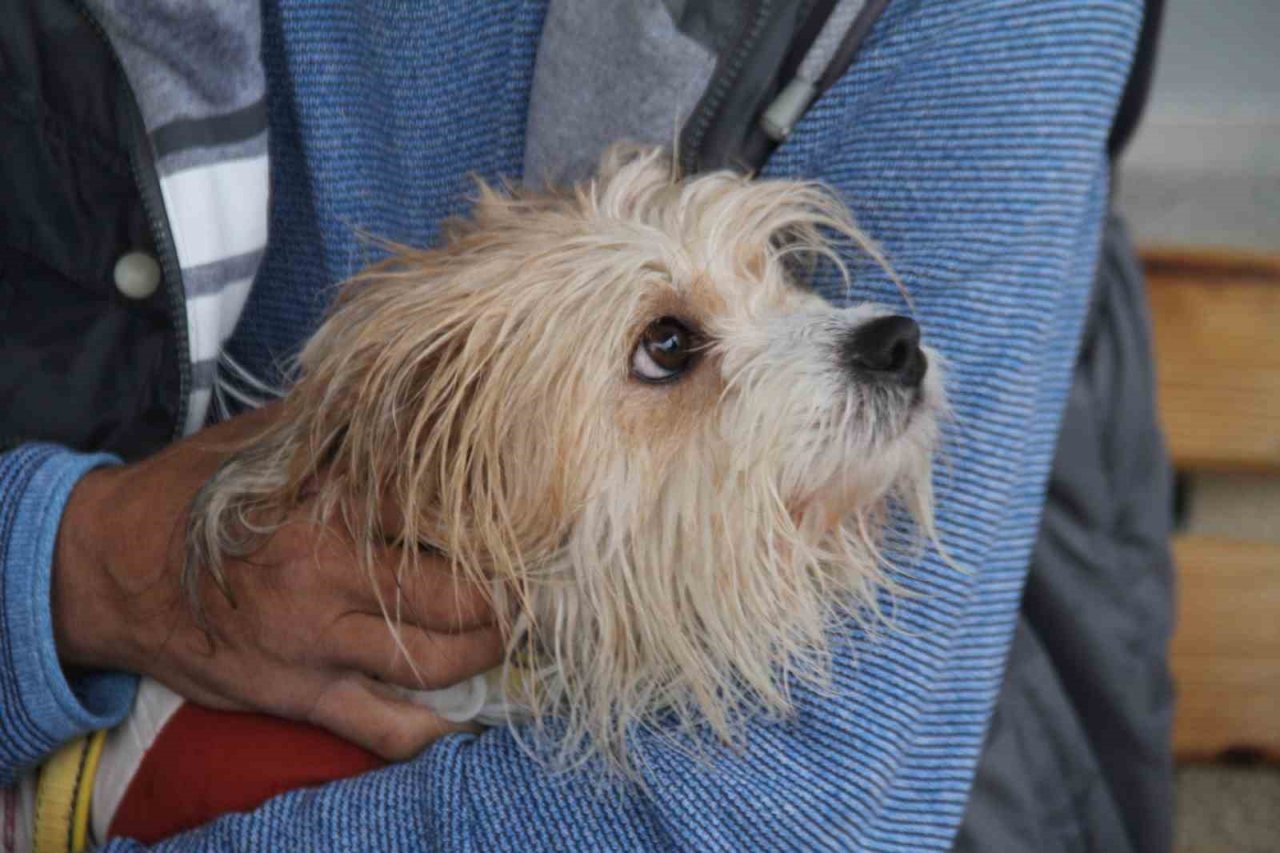 Muğla’da çalınan köpek, çipi sayesinde Elazığ’da bulunarak sahibine teslim edildi