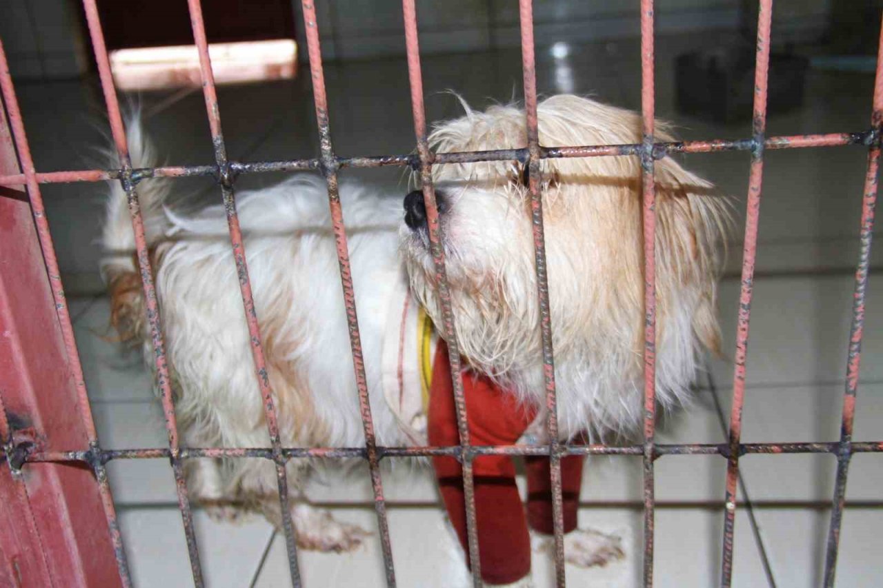 Muğla’da çalınan köpek, çipi sayesinde Elazığ’da bulunarak sahibine teslim edildi