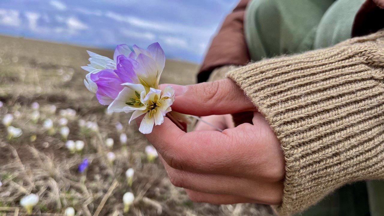 Ağrı’da baharın müjdecisi kardelenler çiçek açtı