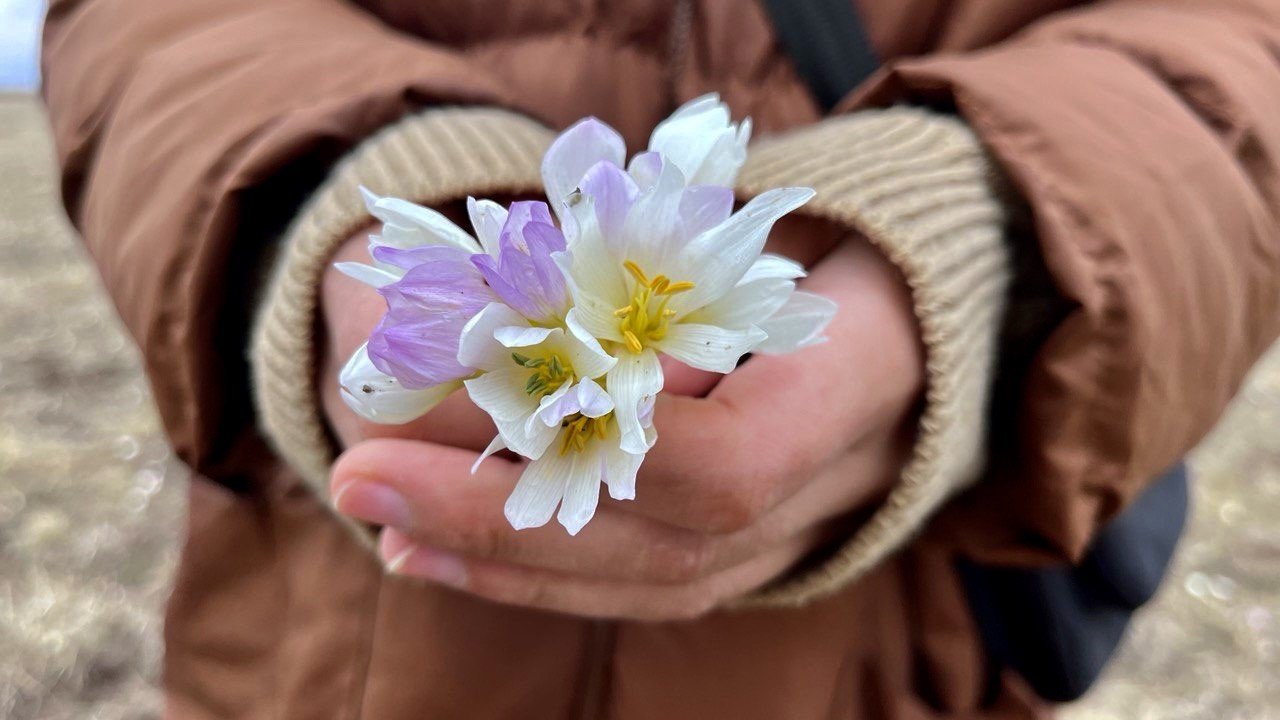 Ağrı’da baharın müjdecisi kardelenler çiçek açtı