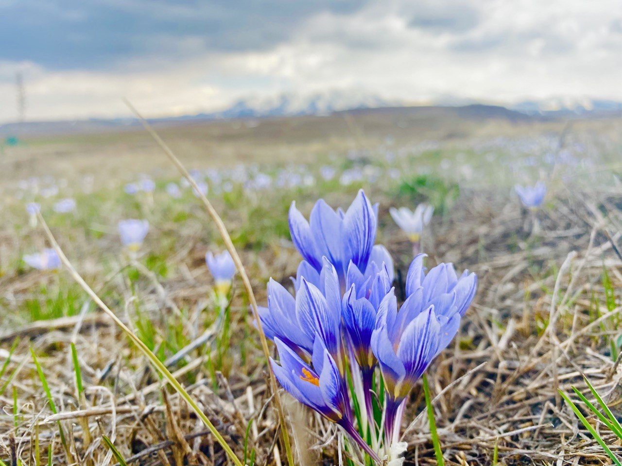Ağrı’da baharın müjdecisi kardelenler çiçek açtı
