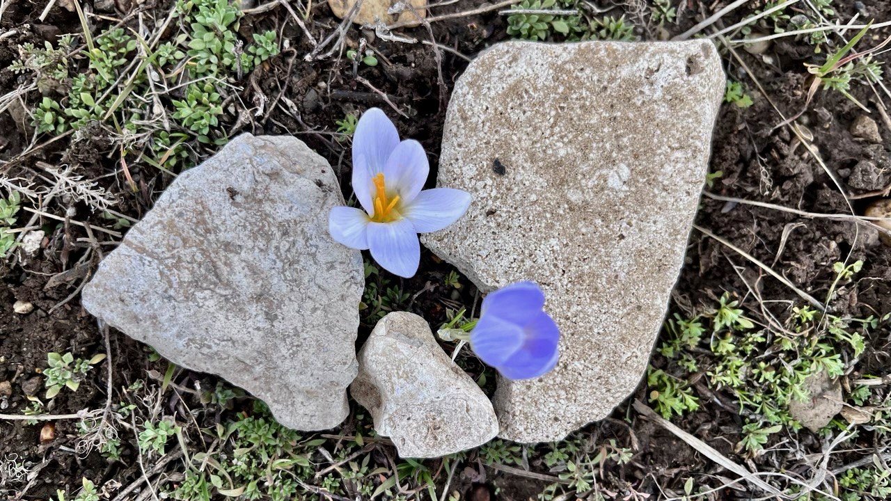 Ağrı’da baharın müjdecisi kardelenler çiçek açtı
