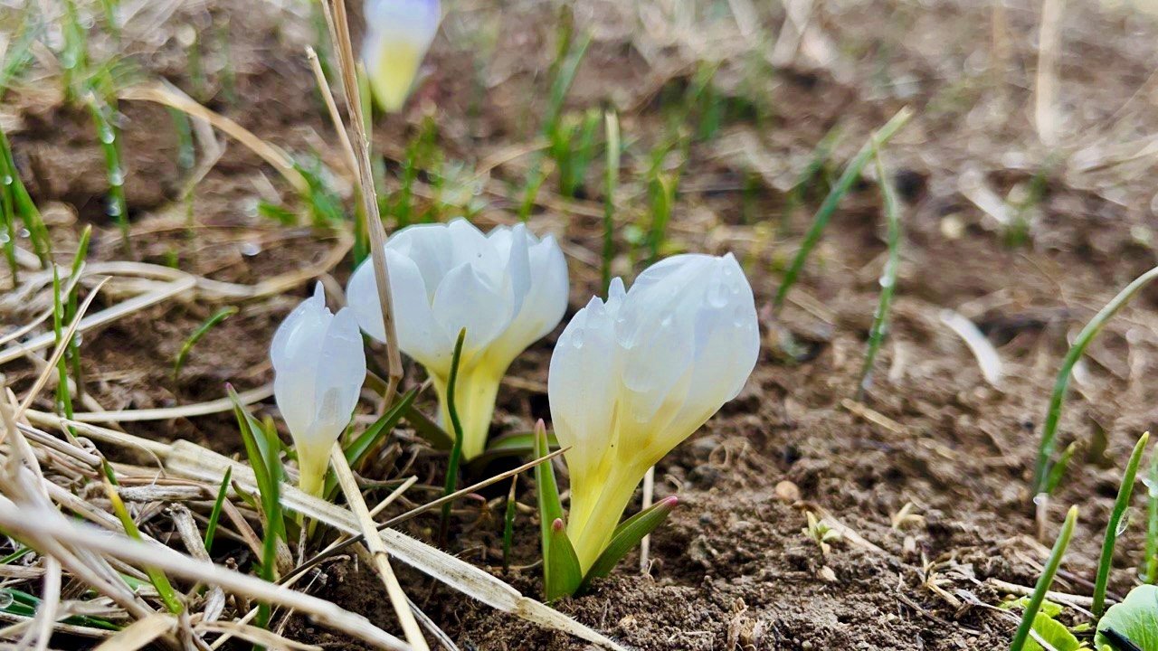 Ağrı’da baharın müjdecisi kardelenler çiçek açtı