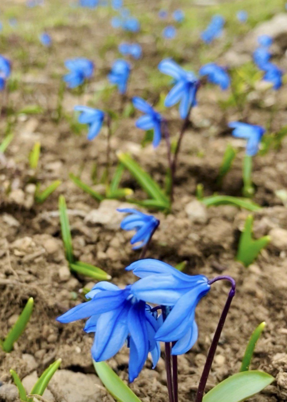 Ağrı’da baharın müjdecisi kardelenler çiçek açtı