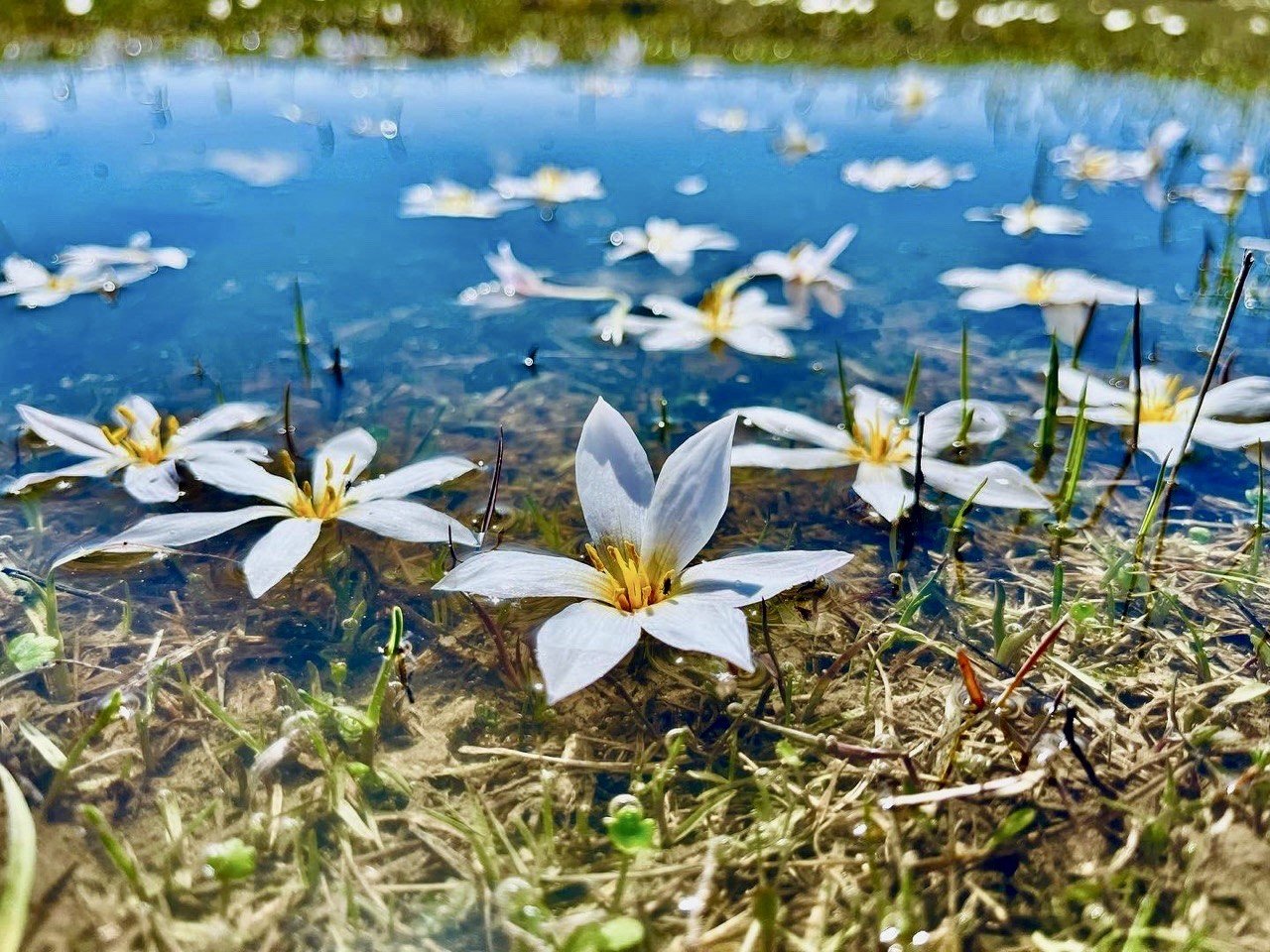 Ağrı’da baharın müjdecisi kardelenler çiçek açtı