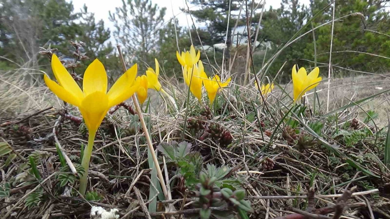 Mudurnu’da çiğdemler görsel şölen sunuyor