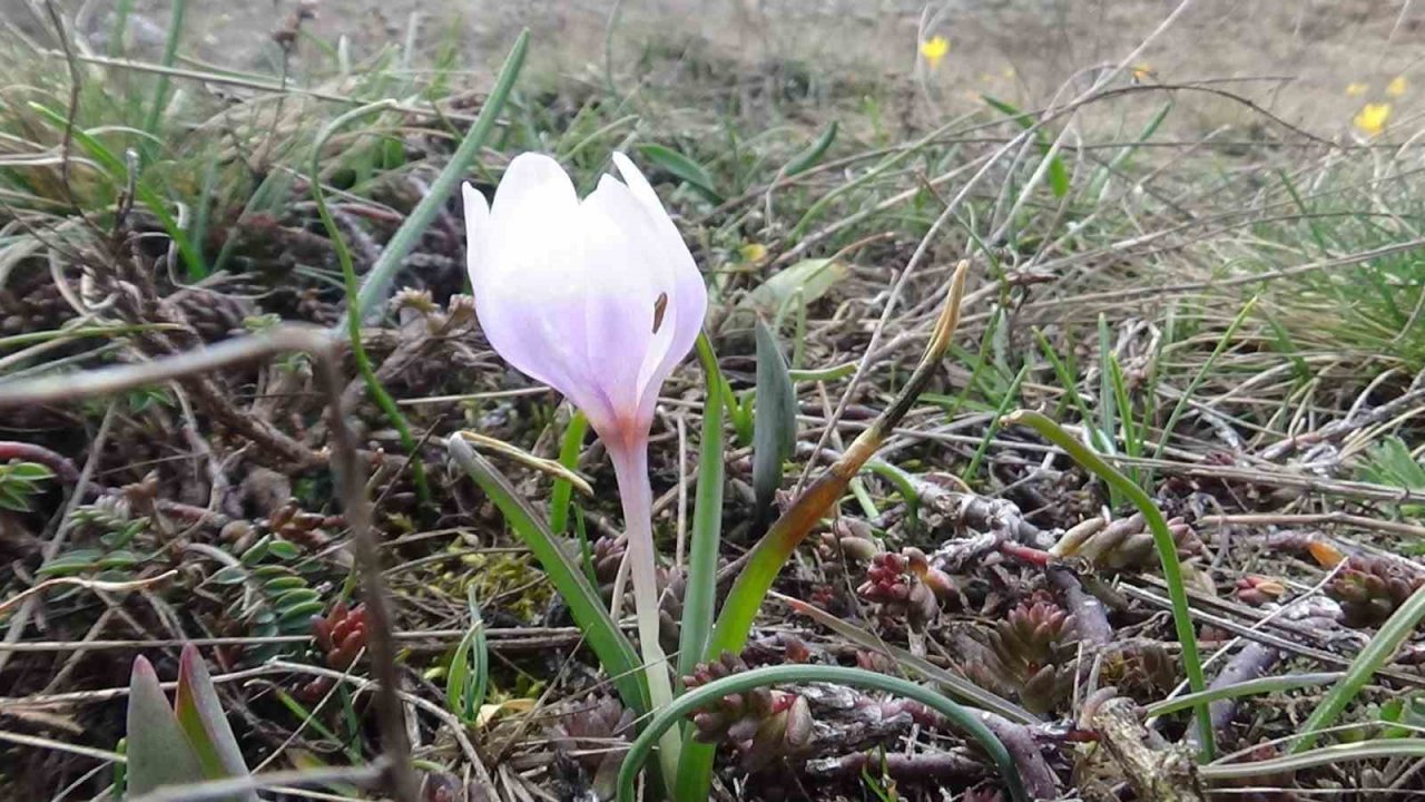 Mudurnu’da çiğdemler görsel şölen sunuyor