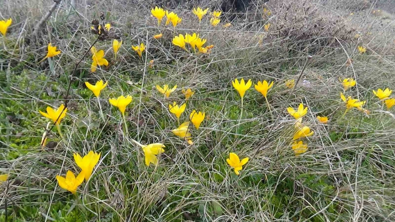 Mudurnu’da çiğdemler görsel şölen sunuyor