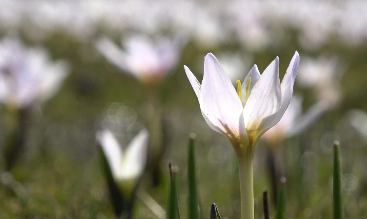 Erzincan’da baharın müjdecisi kardelenler çiçek açtı
