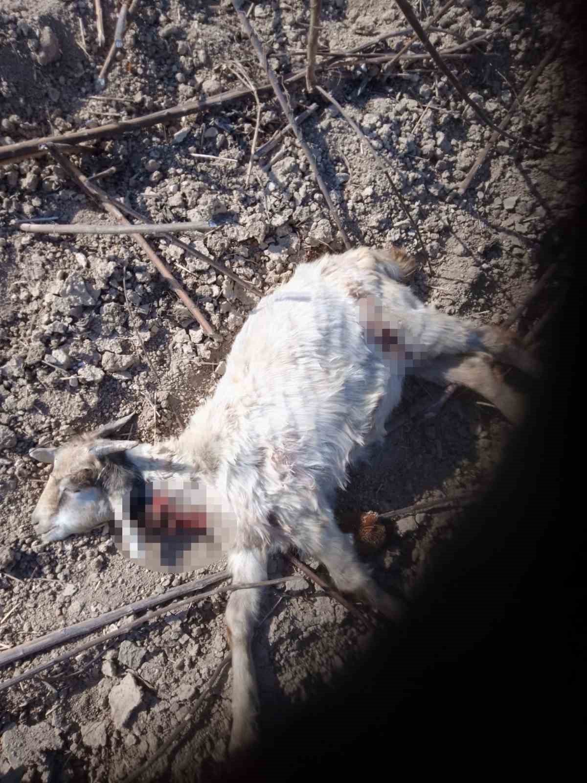 Aç kalan sokak köpekleri bir yılda 30 koyunu telef etti