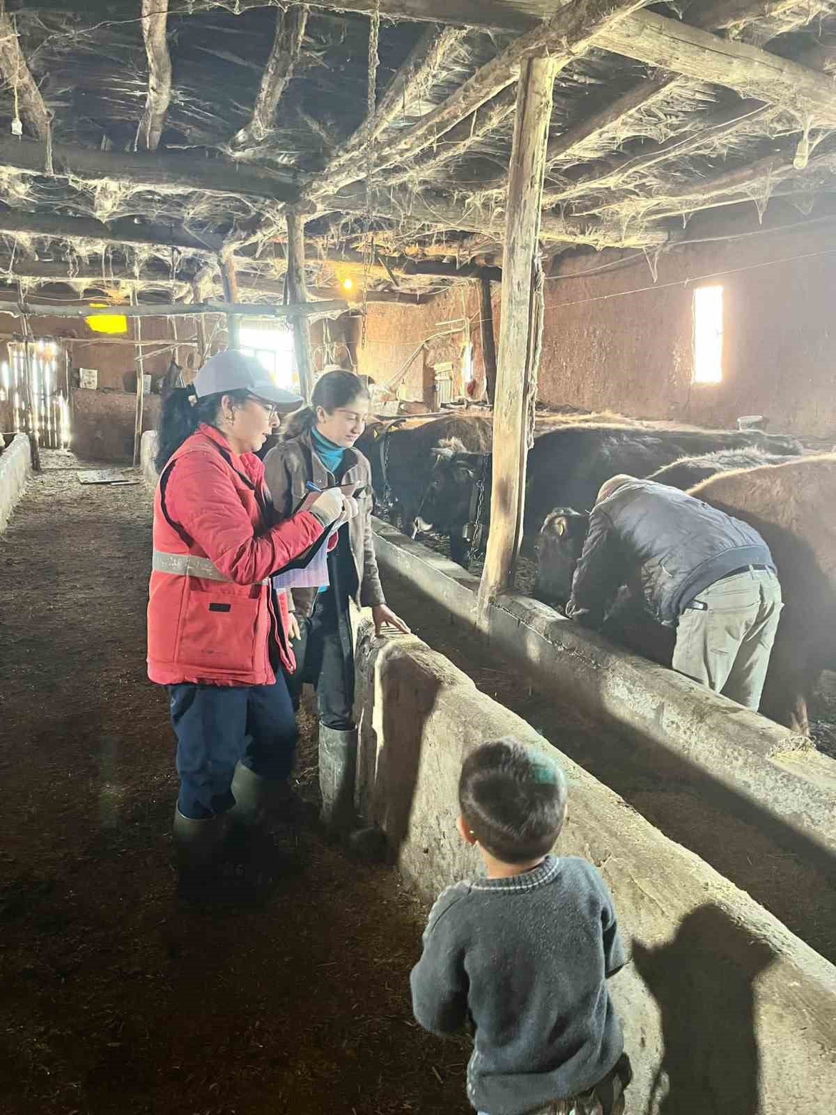 Sandıklı’da büyükbaş hayvanlara şap aşısı uygulaması devam ediyor
