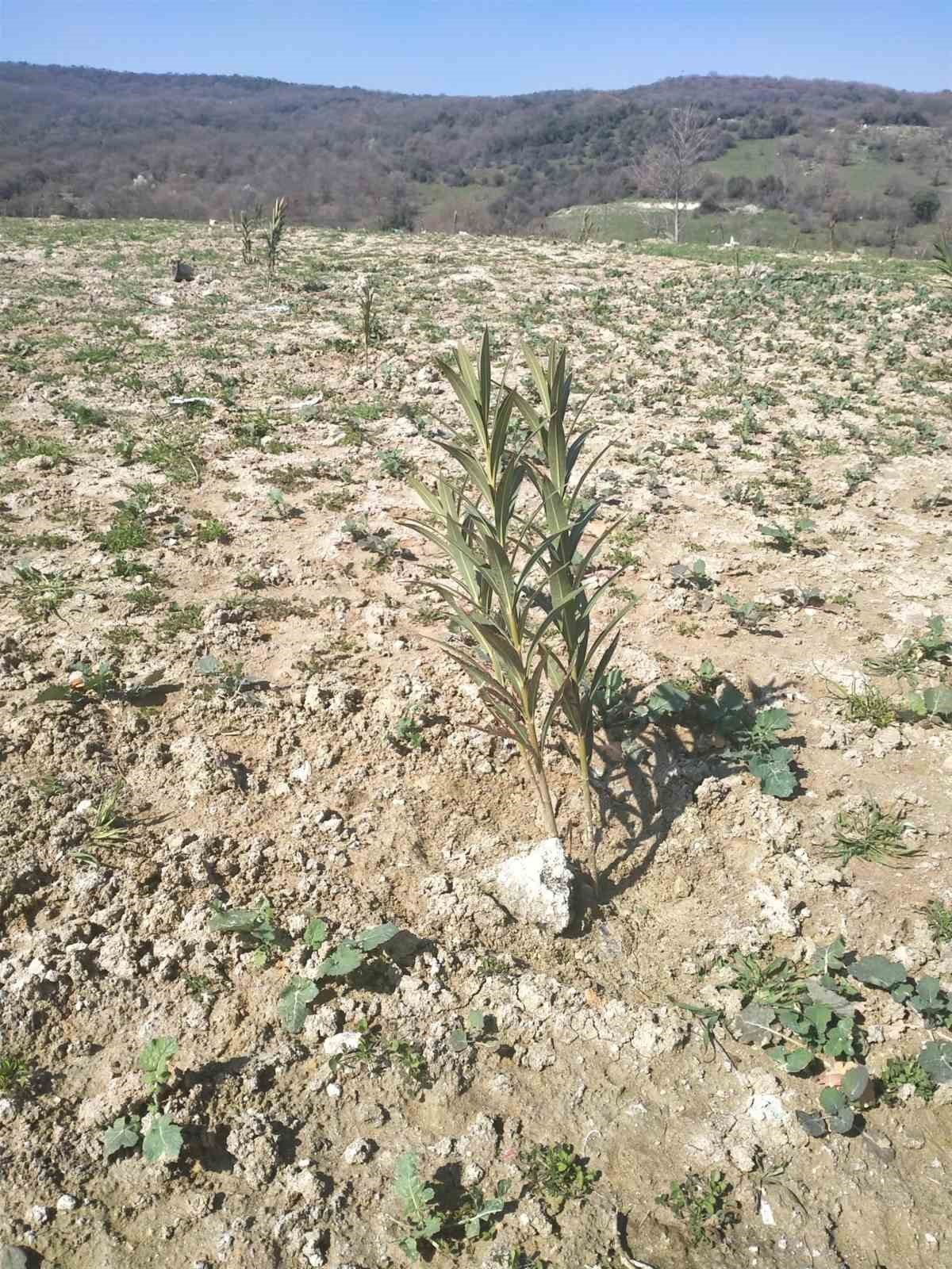 Çöplerin yerini zakkum çiçekleri alıyor