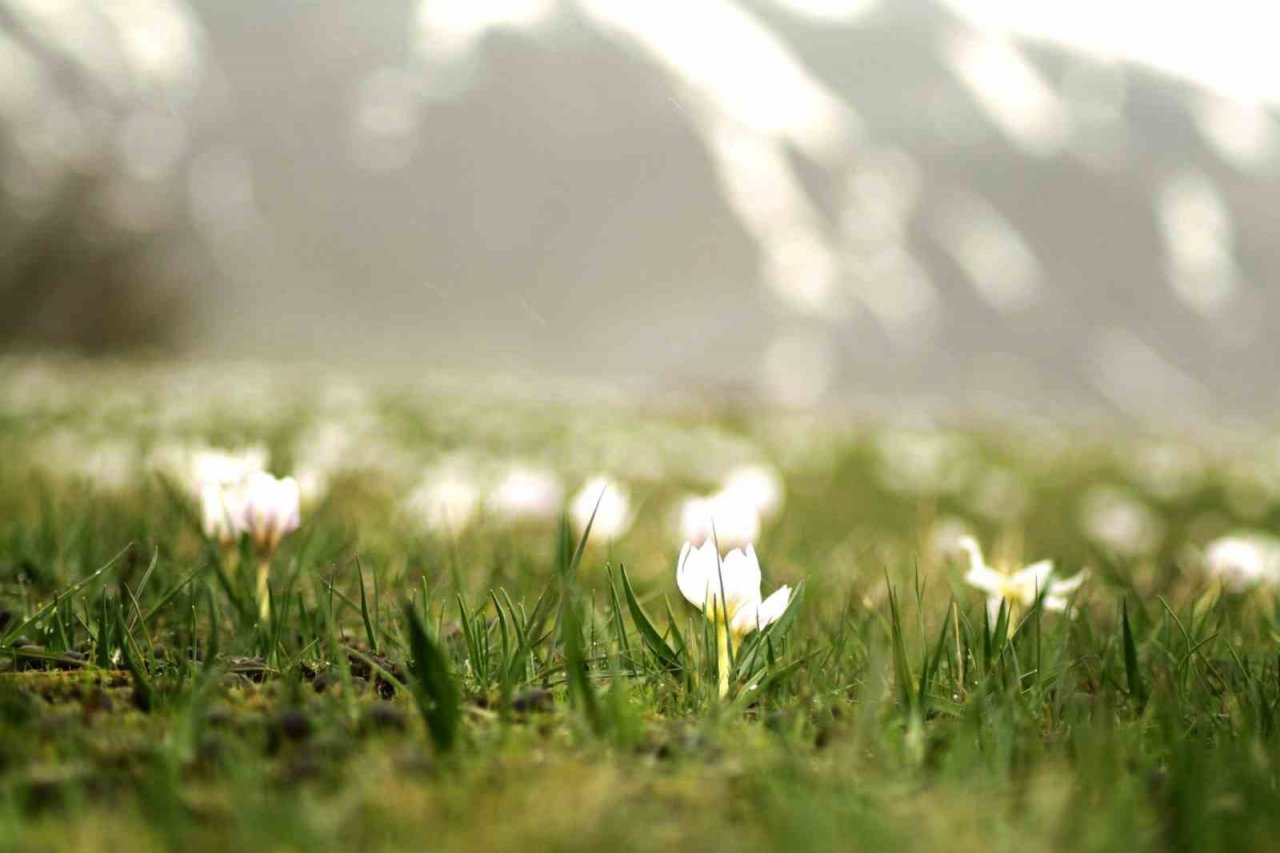 Ovayı beyaza bürüyen kardelenler arasında santur keyfi