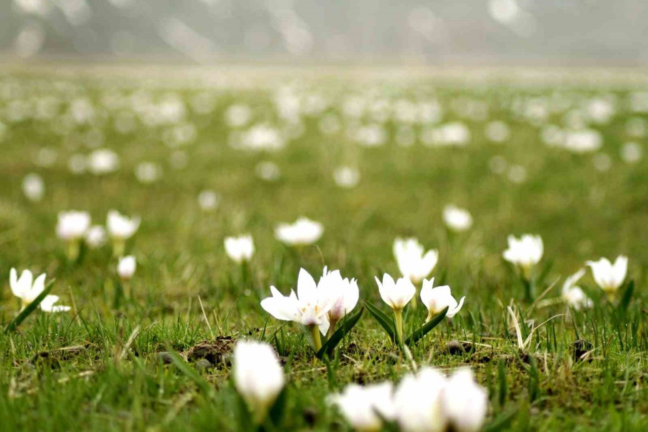 Ovayı beyaza bürüyen kardelenler arasında santur keyfi