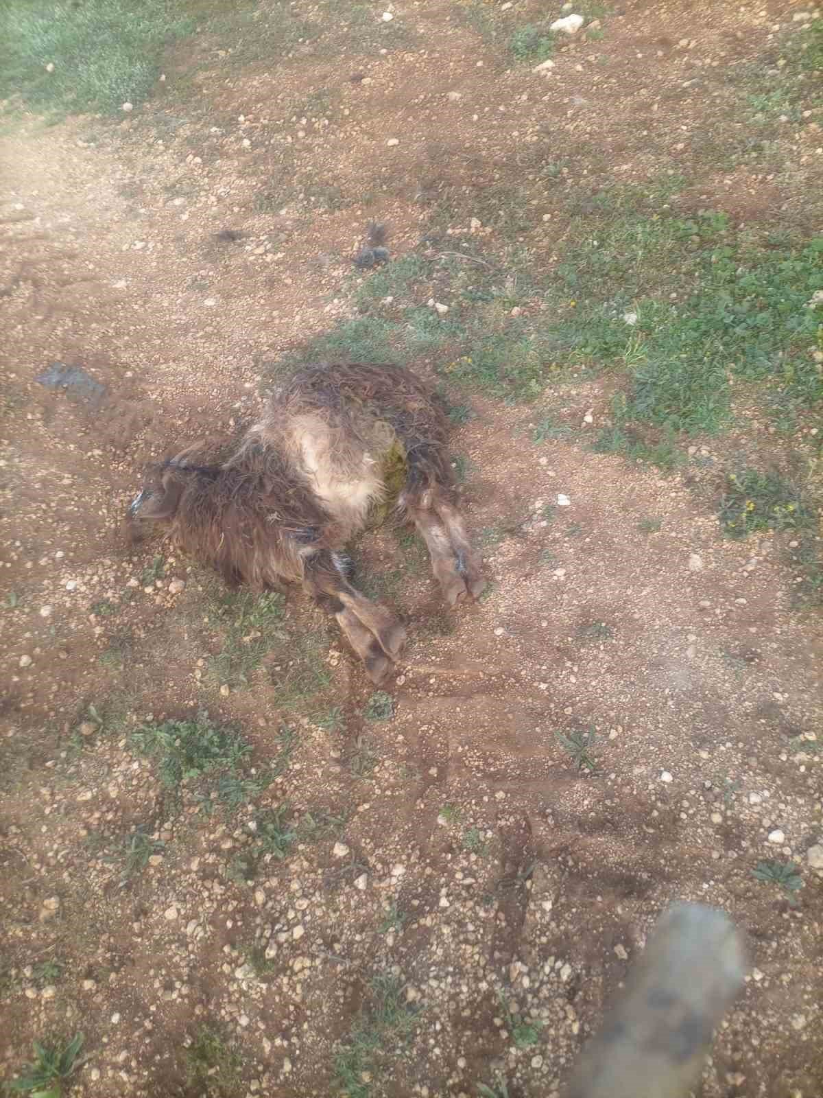 Aç kalan sokak köpekleri bir yılda 30 koyunu telef etti