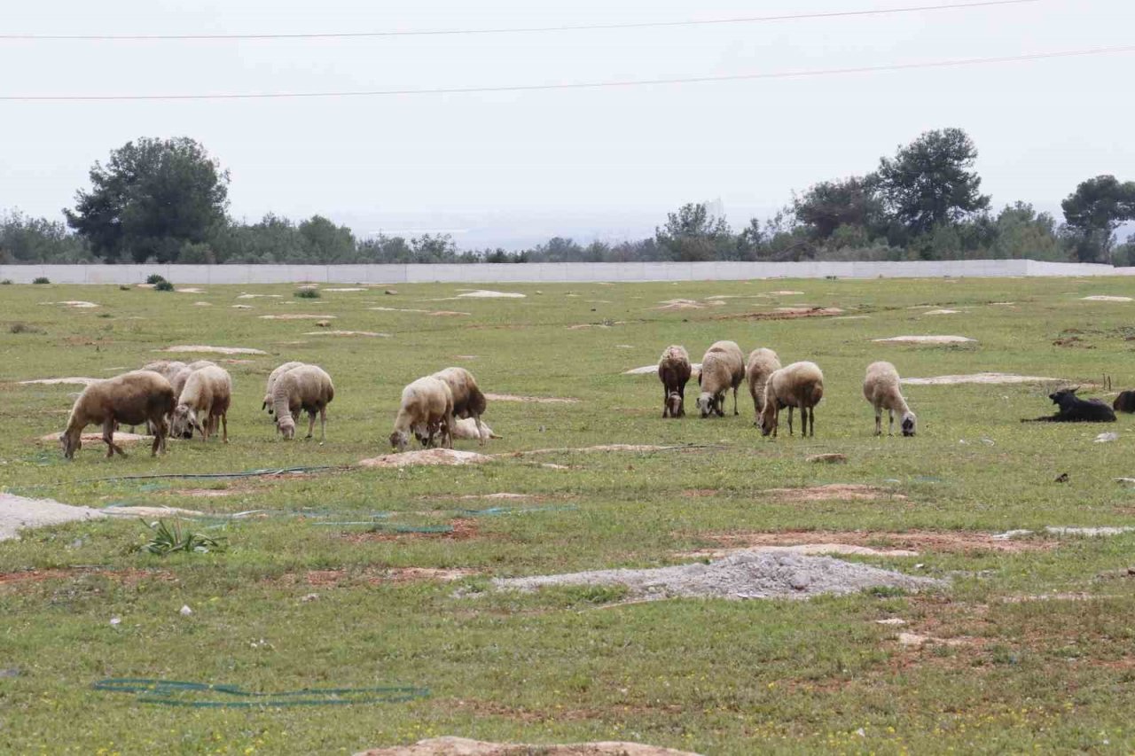 Aç kalan sokak köpekleri bir yılda 30 koyunu telef etti